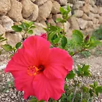 Dome With Pool Appartement El Escobonal